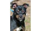 Adopt Sierra a Hound, Rottweiler