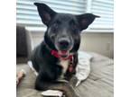 Adopt Lola a German Shepherd Dog, Husky