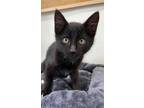 Adopt Elphant a All Black Domestic Shorthair / Domestic Shorthair / Mixed cat in