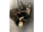 Adopt Rainbow a All Black Domestic Shorthair / Domestic Shorthair / Mixed cat in