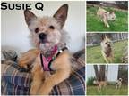 Adopt Susie Q (came with Shorty)~ a Terrier