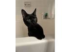 Adopt Phoenix a Domestic Short Hair