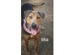 Adopt Mia 23 a Shepherd (Unknown Type) / Mixed dog in Brookhaven, MS (38456456)