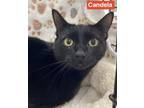 Adopt Candela a All Black Domestic Shorthair / Domestic Shorthair / Mixed cat in