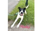 Adopt MINKA a White - with Black Terrier (Unknown Type, Medium) / Mixed dog in