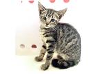 Adopt Porcupine a Gray or Blue Domestic Shorthair / Domestic Shorthair / Mixed