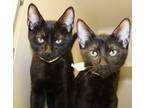 Adopt Squeegee a All Black Domestic Shorthair / Domestic Shorthair / Mixed cat