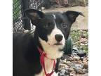 Adopt Billy a Black Border Collie / Mixed Breed (Medium) / Mixed dog in Carroll