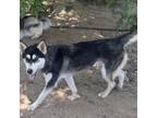 Adopt Alaska a Black Husky / Mixed dog in Eufaula, OK (38493595)