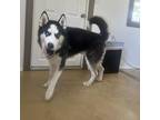 Adopt Scout a Black Husky / Mixed dog in Eufaula, OK (38493593)