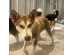 Adopt Ricci a Husky / Mixed dog in Eufaula, OK (38493588)