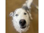 Adopt Walnut a Gray/Silver/Salt & Pepper - with Black Husky / Mixed dog in