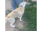 Adopt Barry a White - with Tan, Yellow or Fawn Husky / Mixed dog in Eufaula