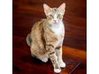 Adopt Florist a Calico or Dilute Calico Domestic Shorthair / Mixed cat in