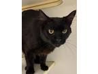 Adopt LUKE a All Black Domestic Longhair / Domestic Shorthair / Mixed cat in