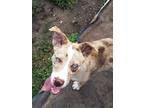 Adopt Jax a Gray/Blue/Silver/Salt & Pepper Australian Shepherd / Mixed dog in