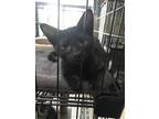 Adopt Panther a All Black Domestic Mediumhair / Mixed (long coat) cat in