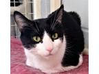 Adopt 655802 a White Domestic Shorthair / Domestic Shorthair / Mixed cat in