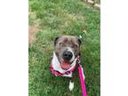 Adopt Bertha adoption fee $100 a Pit Bull Terrier