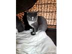 Adopt Kringle a Gray or Blue (Mostly) Domestic Shorthair / Mixed (short coat)