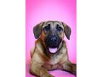 Adopt Betty a Brown/Chocolate Shepherd (Unknown Type) / Mixed dog in Visalia