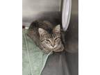 Adopt Brittany a Brown Tabby Domestic Shorthair (short coat) cat in Geneseo