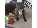Adopt Penne a Staffordshire Bull Terrier