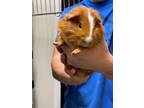 Adopt Mullett a Orange Guinea Pig / Guinea Pig / Mixed small animal in Jackson