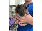 Adopt Snickers a Brown or Chocolate Guinea Pig / Guinea Pig / Mixed small animal