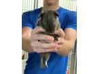 Adopt Hershey a Brown or Chocolate Guinea Pig / Guinea Pig / Mixed small animal
