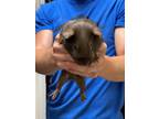 Adopt Chocolate a Brown or Chocolate Guinea Pig / Guinea Pig / Mixed small