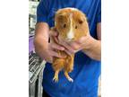 Adopt Toupee a Orange Guinea Pig / Guinea Pig / Mixed small animal in Jackson