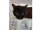 Adopt Cisco a All Black Domestic Shorthair cat in Carthage, MO (38293334)