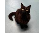 Adopt Elli a All Black Domestic Longhair / Domestic Shorthair / Mixed cat in
