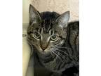 Adopt Paihia a Brown or Chocolate Domestic Shorthair / Domestic Shorthair /