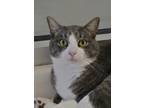 Adopt Funk Master 36767 a Gray or Blue Domestic Shorthair / Domestic Shorthair /