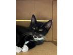 Adopt Dana C a All Black Domestic Shorthair / Domestic Shorthair / Mixed cat in