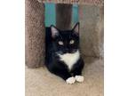 Adopt Dana D a All Black Domestic Shorthair / Domestic Shorthair / Mixed cat in