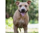 Adopt Suede a Tan/Yellow/Fawn American Staffordshire Terrier / Mixed dog in