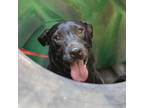 Adopt Dorothy a Black Labrador Retriever / Mixed dog in QUINCY, FL (38220671)