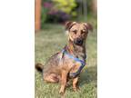 Adopt Strong a Brown/Chocolate Mixed Breed (Medium) / Mixed dog in Fremont