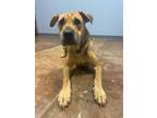 Adopt Lady Diamond a Mixed Breed