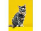 Adopt Venus a Domestic Short Hair