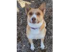 Adopt Meeka / Cheyenne / AC 23797 A a Australian Cattle Dog / Blue Heeler