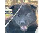 Adopt Daisy a Chow Chow, Mixed Breed