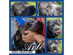 Adopt Arlo a Black - with Gray or Silver Cane Corso / Mixed dog in Hopkinsville