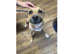 Adopt TESSA a Black Mouth Cur, Mixed Breed