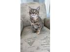 Adopt Kami a Brown Tabby Domestic Shorthair (short coat) cat in Weatherford
