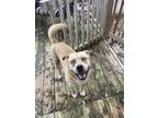 Adopt Steve a Tan/Yellow/Fawn - with White Husky / Labrador Retriever / Mixed