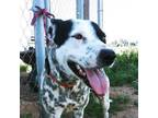 Adopt Minnie a Australian Cattle Dog / Blue Heeler